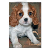 Baby Cavalier King Charles Card (Front)