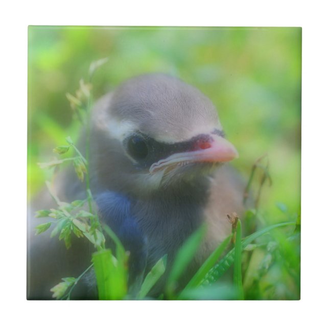 Baby Cedar Waxwing Bird Animal Ceramic Tile (Front)