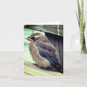 Baby Cedar Waxwing Bird Nature Note Card