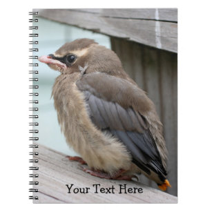 Baby Cedar Waxwing Bird Nature Notebook