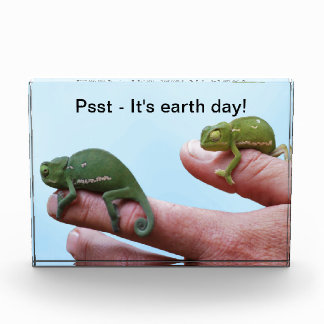 Baby chameleon perspective award