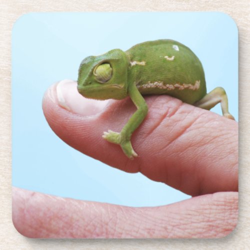 Baby chameleon perspective beverage coaster