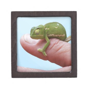 Baby Chameleon Perspective Gift Box by laureenr at Zazzle