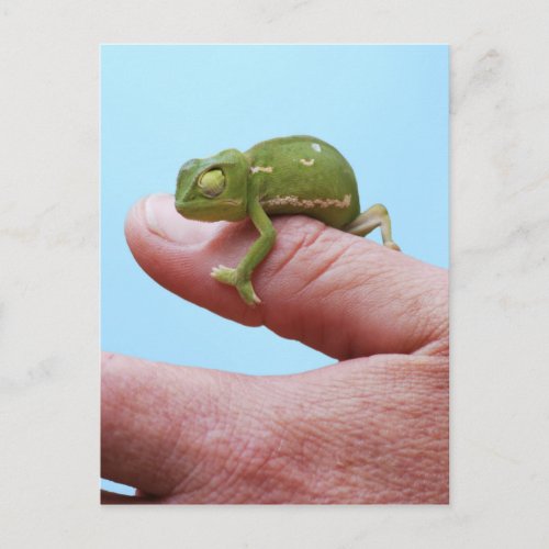 Baby chameleon perspective postcard