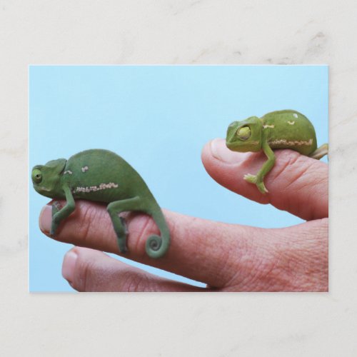 Baby chameleon perspective postcard