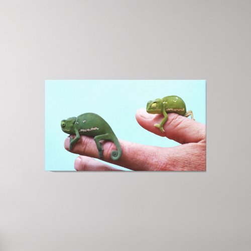Baby chameleons perspective canvas print