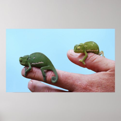 Baby chameleons perspective poster