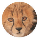 Baby Cheetah Stickers