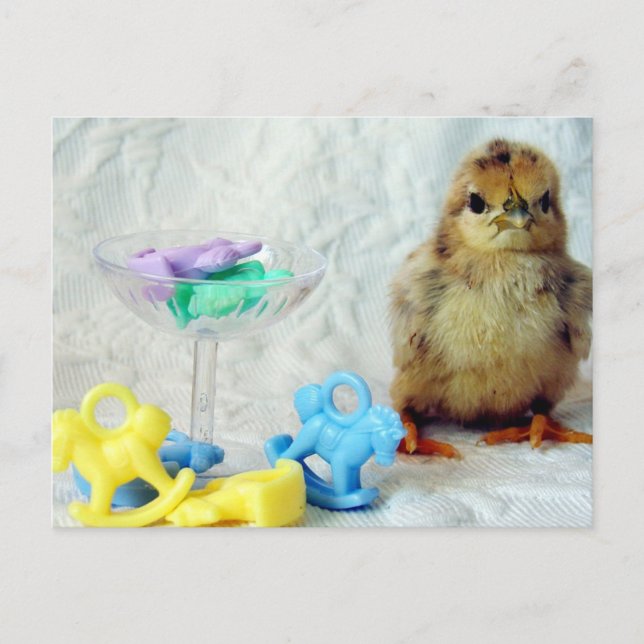 Baby Chick 2 Postcard (Front)