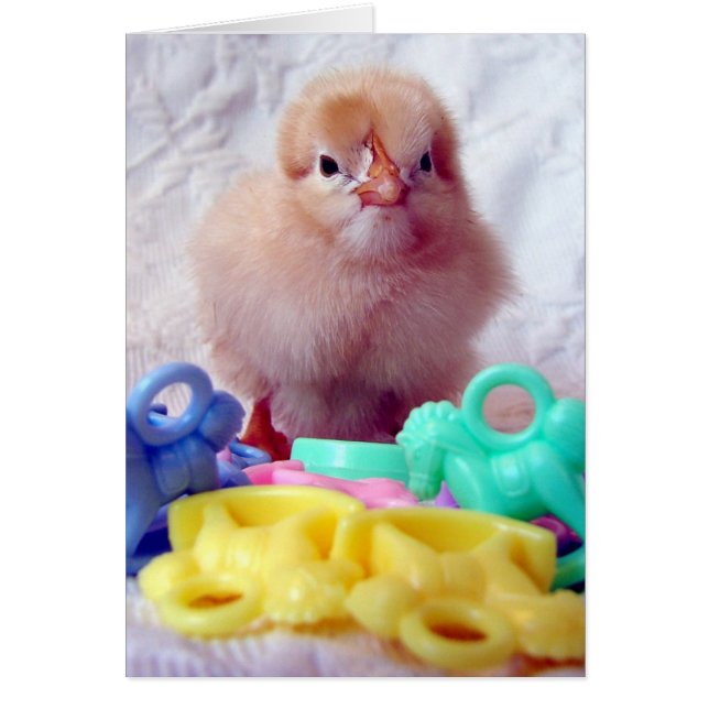 Baby Chick Cards (Front)