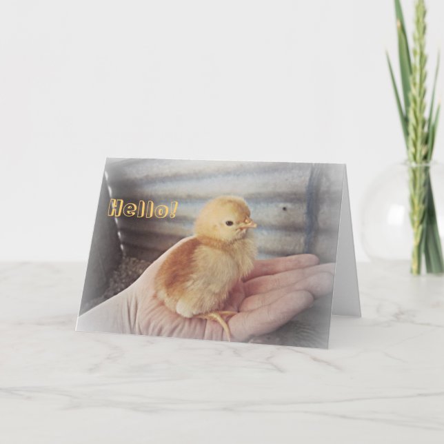 Baby Chick "Hello" Card (Front)