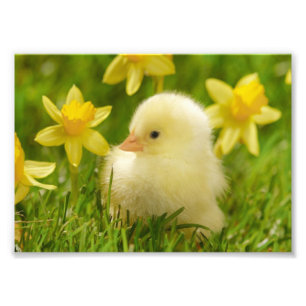 baby chick in daffodils photo print