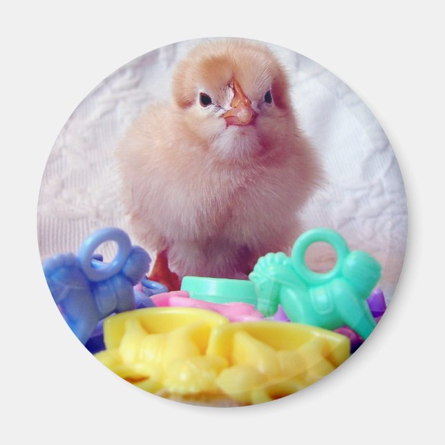 Baby Chick Magnet (Front)