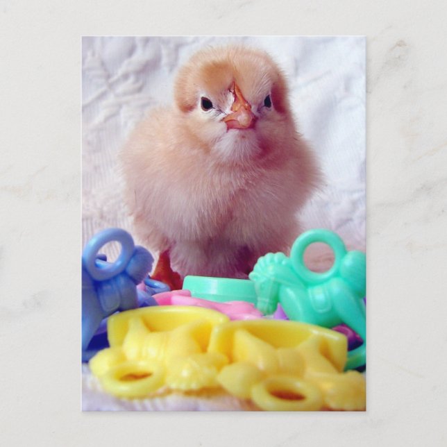 Baby Chick Postcard (Front)