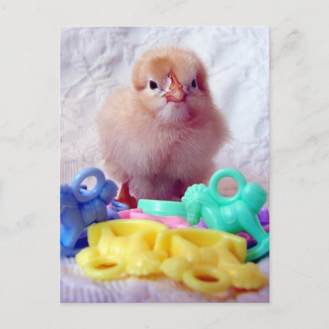 Baby Chick Postcard (Front)