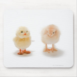Baby chicken and fake mechanical chicken mouse pad