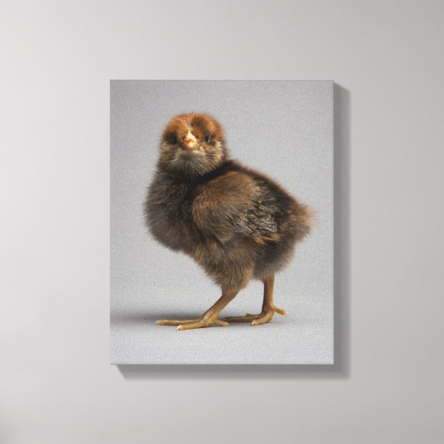 Baby Chicken Canvas Print (Front)