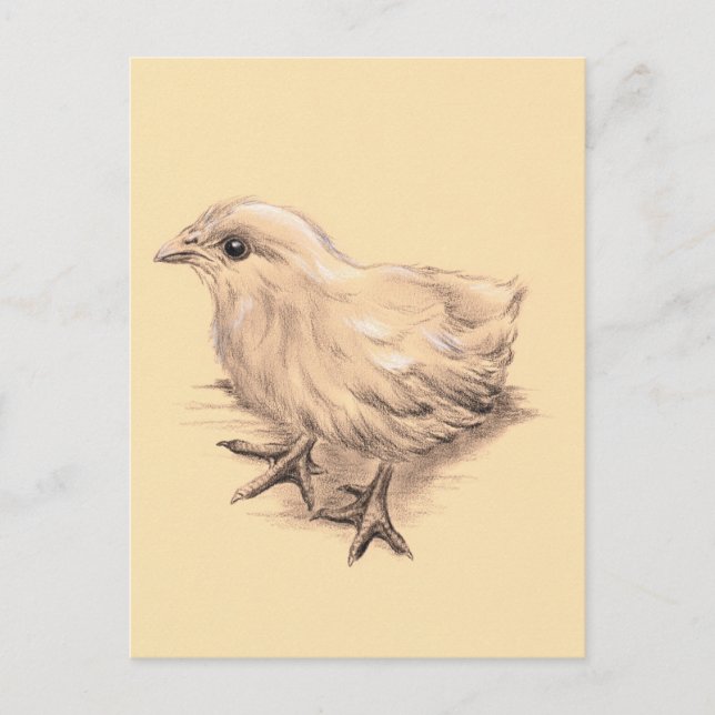 Baby Chicken Drawing Postcard (Front)