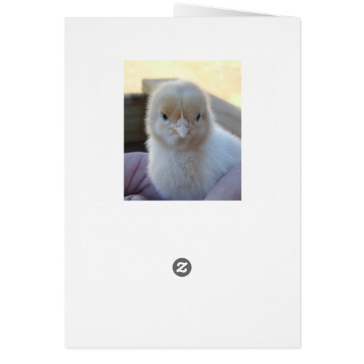 Baby_Chicken_Easter_Card. (Back)