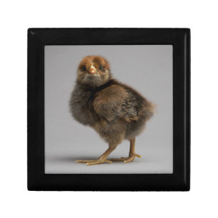 Baby Chicken Jewelry Box