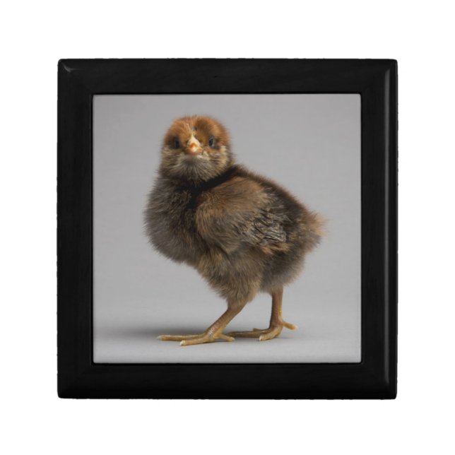 Baby Chicken Jewelry Box (Front)