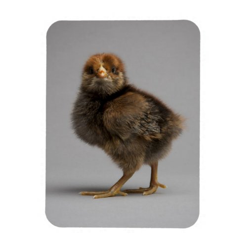 Baby Chicken Magnet