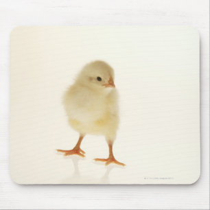 Baby chicken mouse pad