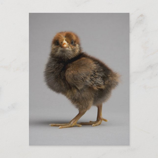 Baby Chicken Postcard (Front)