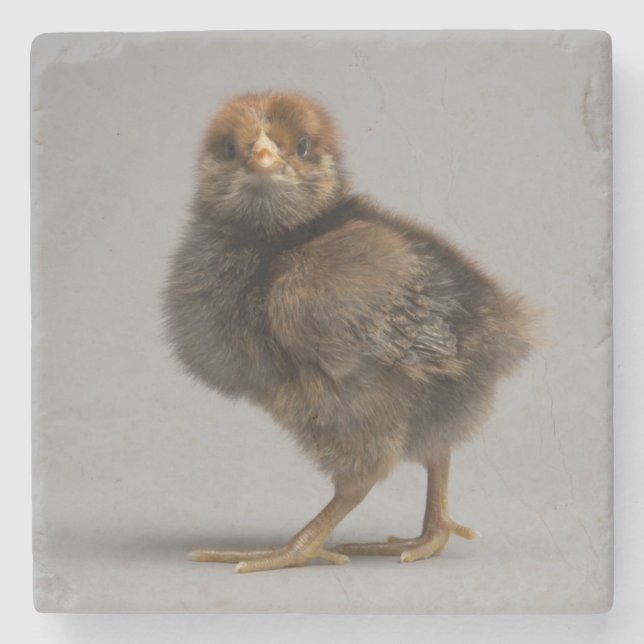 Baby Chicken Stone Coaster (Front)