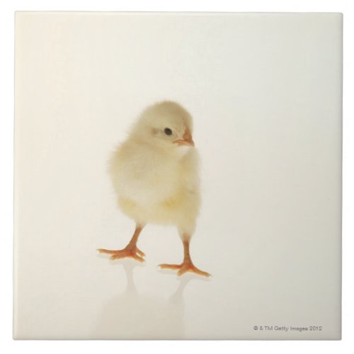 Baby chicken tile