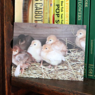 Baby Chickens cute chicks farm photography Holiday Postcard