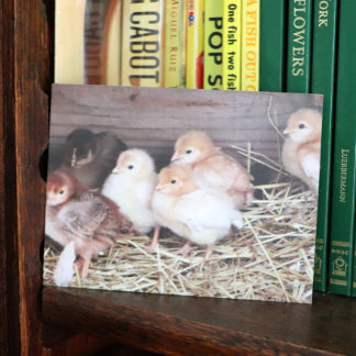 Baby Chickens cute chicks farm photography        Holiday Postcard