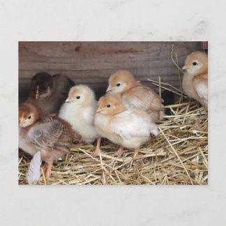 Baby Chickens cute chicks farm photography Holiday Postcard