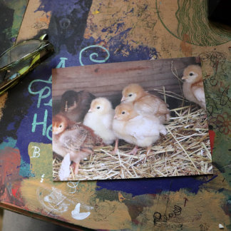 Baby Chickens cute chicks farm photography        Postcard