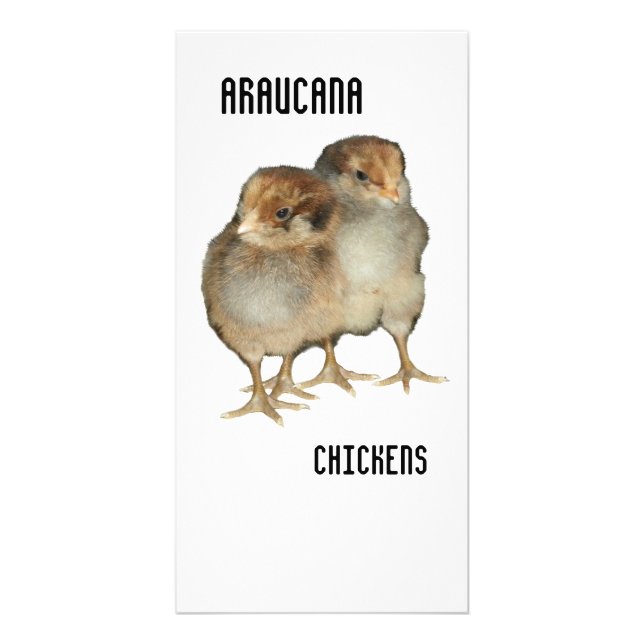 Baby chicks araucana chickens ornithology birds card (Front)