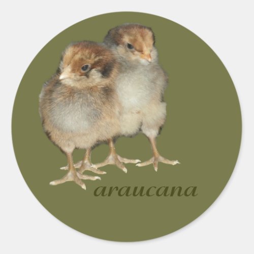 Baby chicks araucana chickens ornithology birds classic round sticker