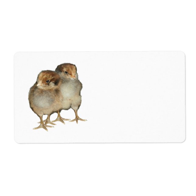 Baby chicks araucana chickens ornithology birds label (Front)