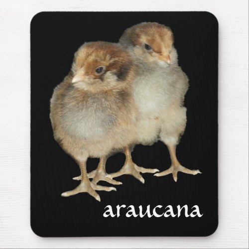 Baby chicks araucana chickens ornithology birds mouse pad