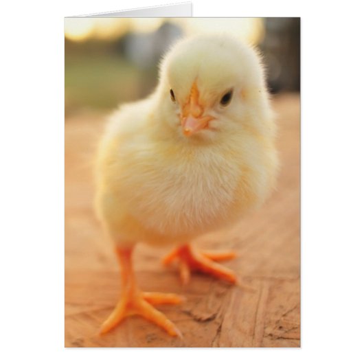 Baby Chicks Cards (Front)