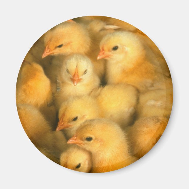 Baby Chicks Chick Chicken Chickens Magnet (Front)