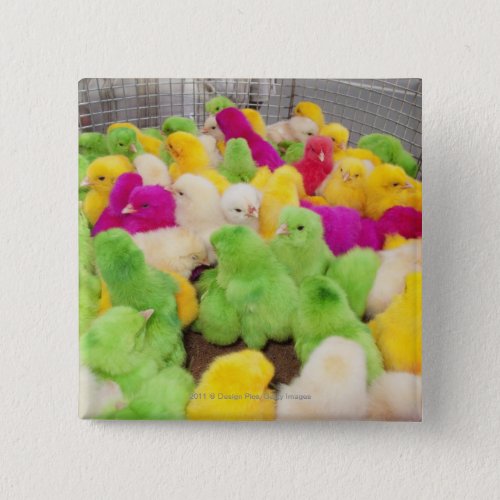 Baby Chicks In A Pen At A Market Colored By Dye Button