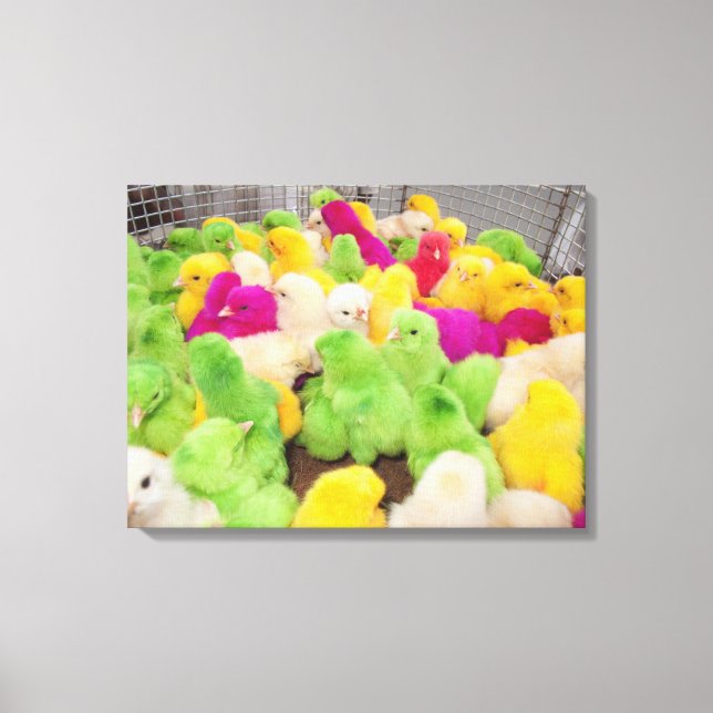 Baby Chicks In A Pen At A Market Colored By Dye Canvas Print (Front)