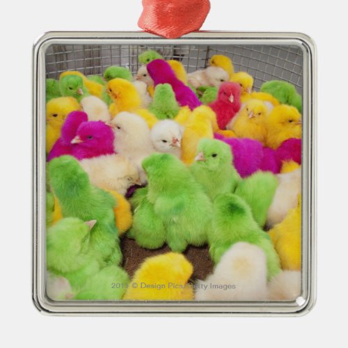 Baby Chicks In A Pen At A Market Colored By Dye Metal Ornament
