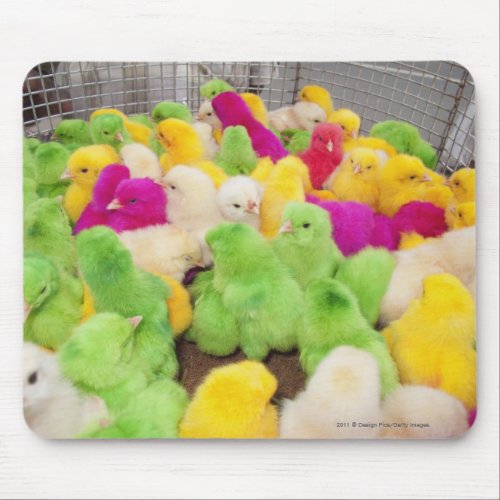 Baby Chicks In A Pen At A Market Colored By Dye Mouse Pad