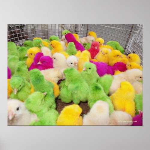 Baby Chicks In A Pen At A Market Colored By Dye Poster