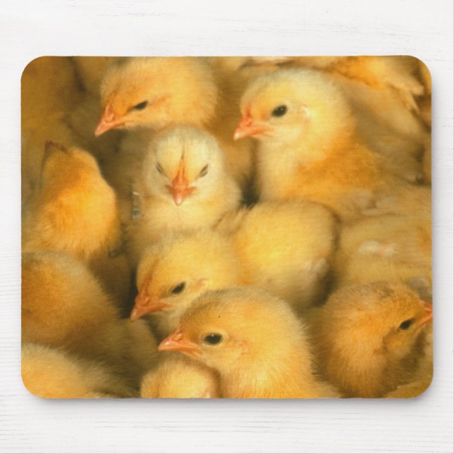 Baby chicks mouse pad (Front)