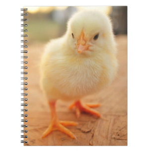 Baby Chicks Notebook
