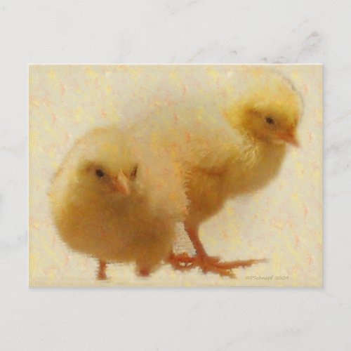 Baby Chicks Postcard