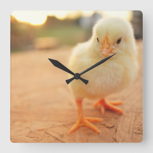 Baby Chicks Square Wall Clock (Front)