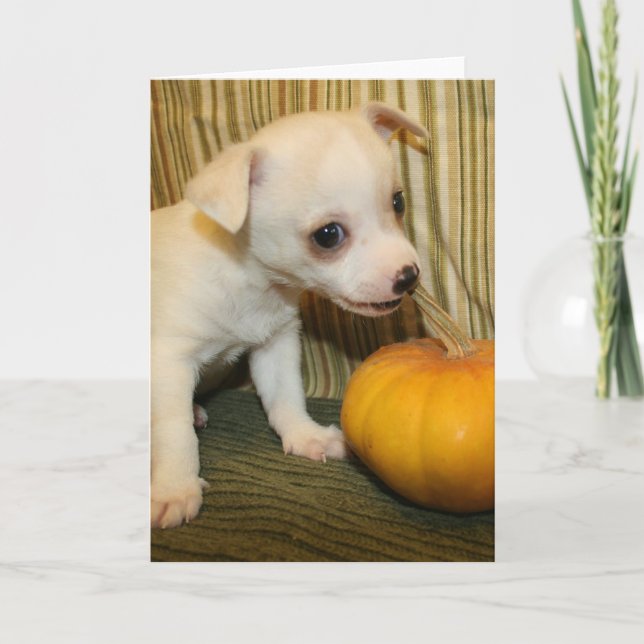 Baby Chihuahua Biting Mini Pumpkin Greeting Card (Front)